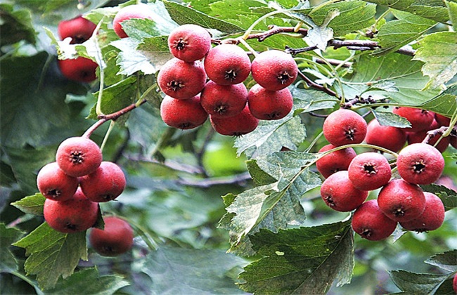 种植山楂的基本条件