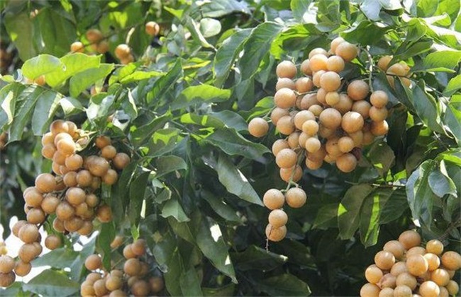 黄皮的种植办法