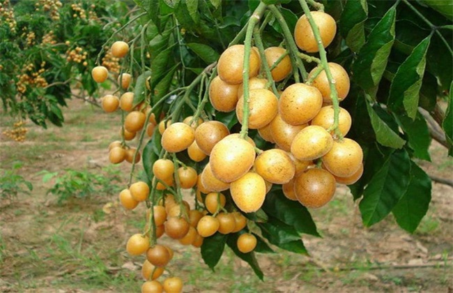 黄皮的种植办法