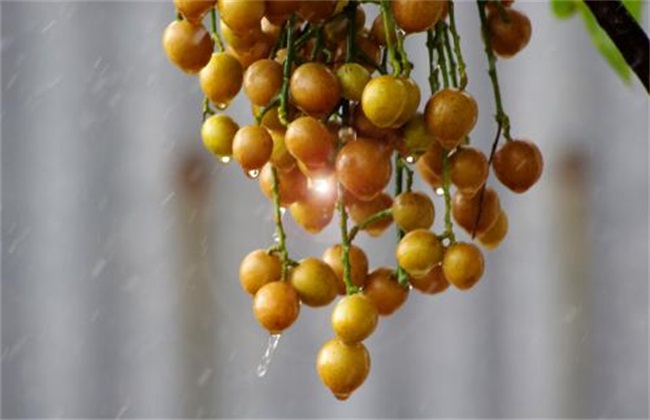 黄皮的种植办法