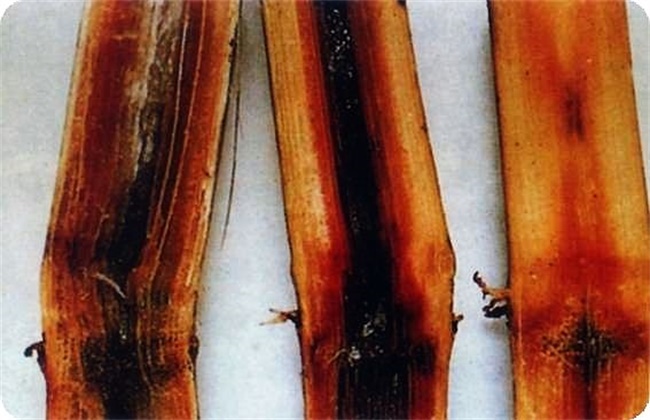 甘蔗经常遇见病虫害的防治办法