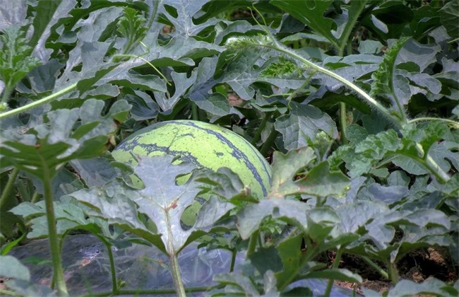 西瓜种植所要的环境