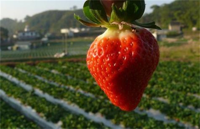 草莓着色不佳的原因和解决办法