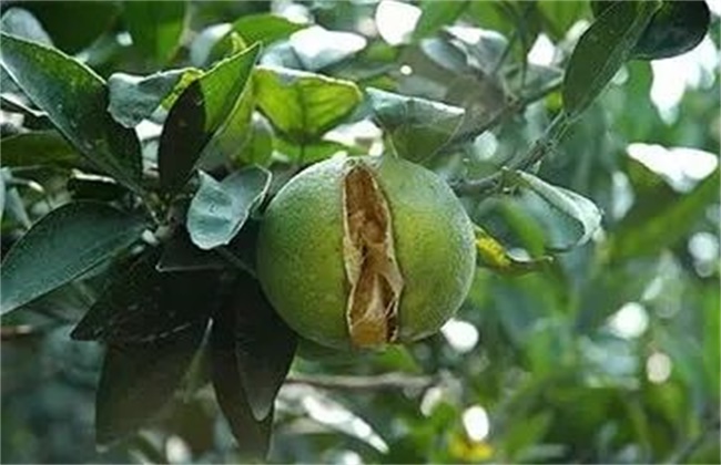 石榴裂果的原因及解决办法
