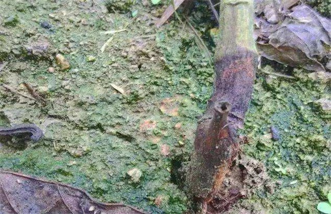 百香果的经常遇见病害及防治办法