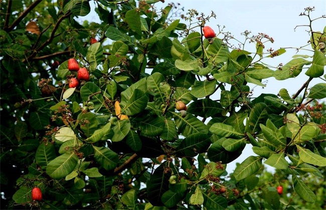 腰果种植条件