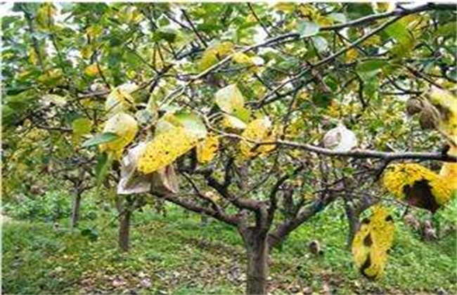 梨树早期落叶的原因和防治办法
