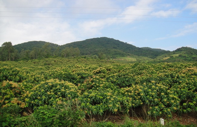 槟榔种植的注意些什么