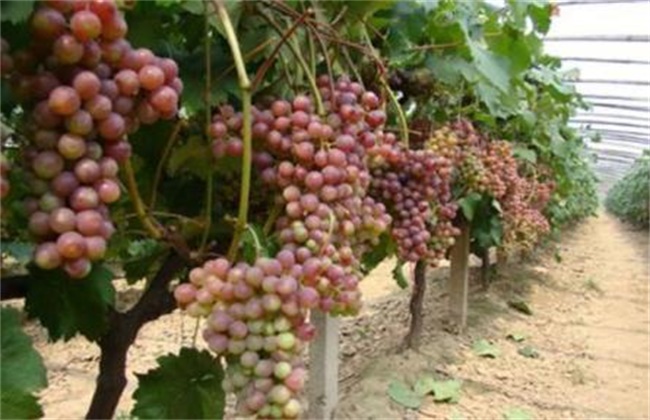 葡萄种植的自然条件