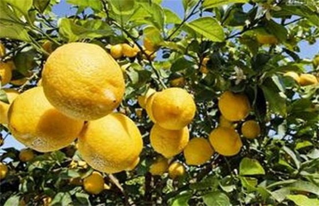 柠檬的种植办法