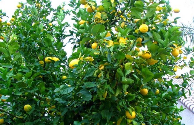 柠檬的种植办法