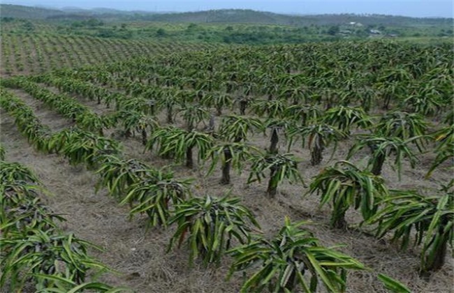 火龙果种植技术与时间