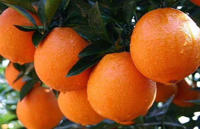 橙子的种植办法与时间