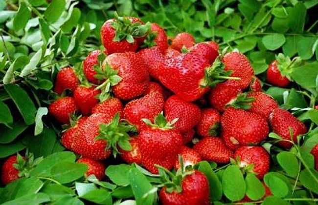 草莓科学大棚种植技术