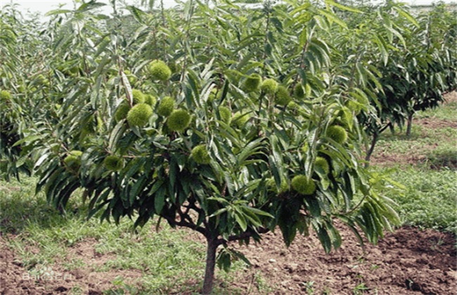 板栗树该怎么种植才好