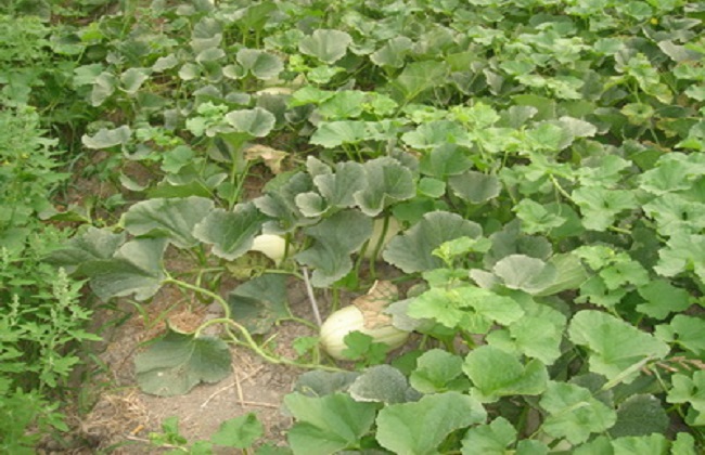 东方蜜种植的注意些什么