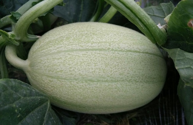 东方蜜种植的注意些什么