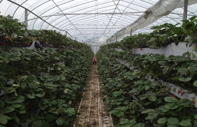 草莓最新无土种植技术