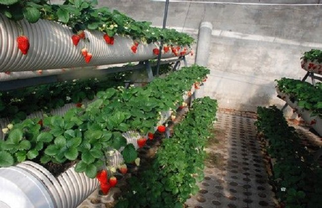 草莓最新无土种植技术