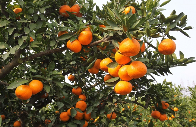 柑橘裂皮病怎么防治