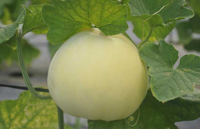 香瓜种子价钱及种植办法