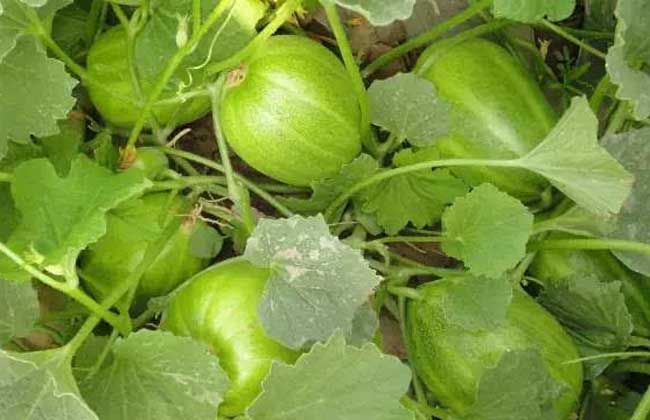香瓜种子价钱及种植办法