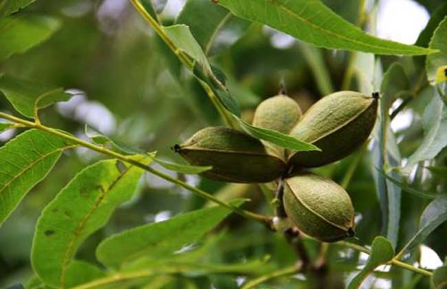 碧根果树苗价钱及种植办法