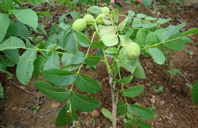 碧根果树苗价钱及种植办法