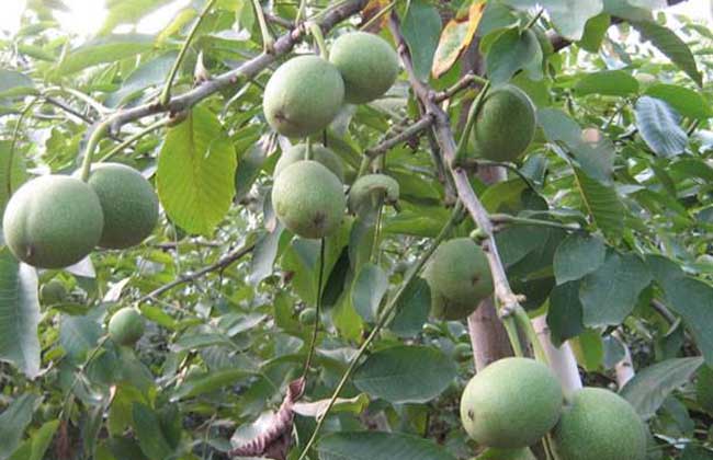 碧根果树苗价钱及种植办法