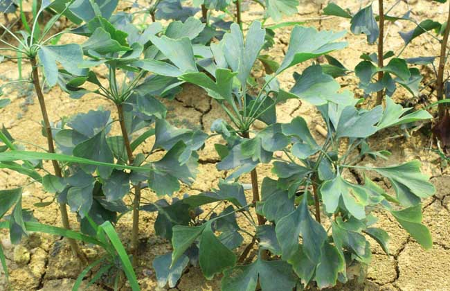 银杏种子价钱及种植办法