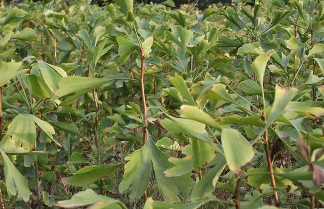 银杏种子价钱及种植办法