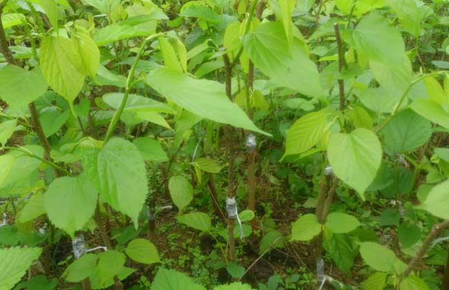 桑葚苗价钱及种植办法