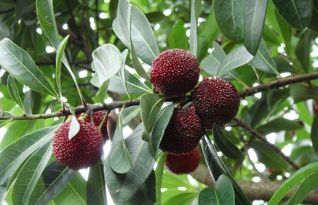 杨梅种子价钱及种植办法