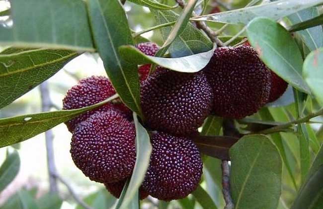 杨梅种子价钱及种植办法