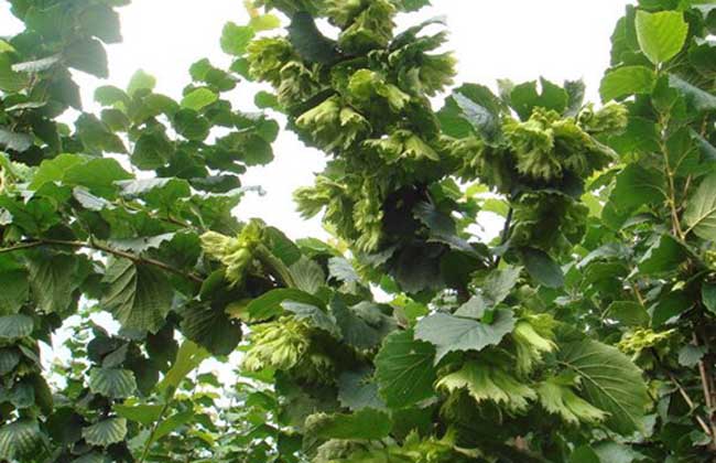 大榛子苗价钱及种植办法