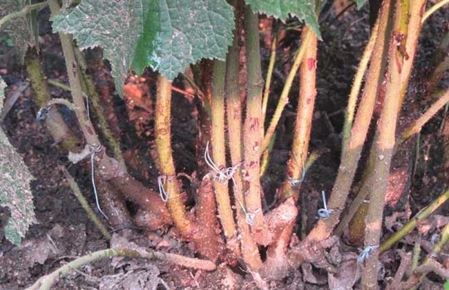 大榛子苗价钱及种植办法
