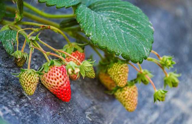 草莓种子的种植办法