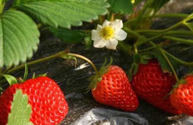 草莓种子的种植办法
