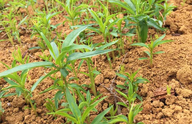 桃核种子价钱及种植办法