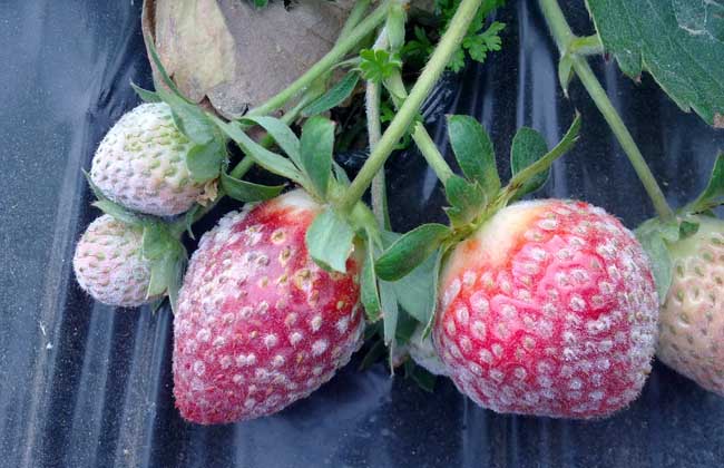 草莓白粉病怎么治？