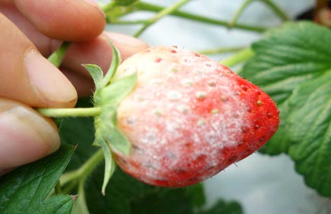 草莓白粉病怎么治？