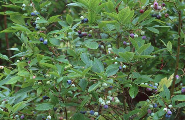 蓝莓种植需要什么条件？