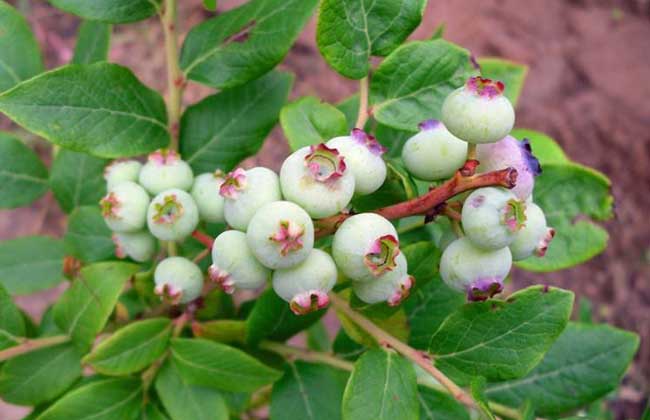 蓝莓种植需要什么条件？