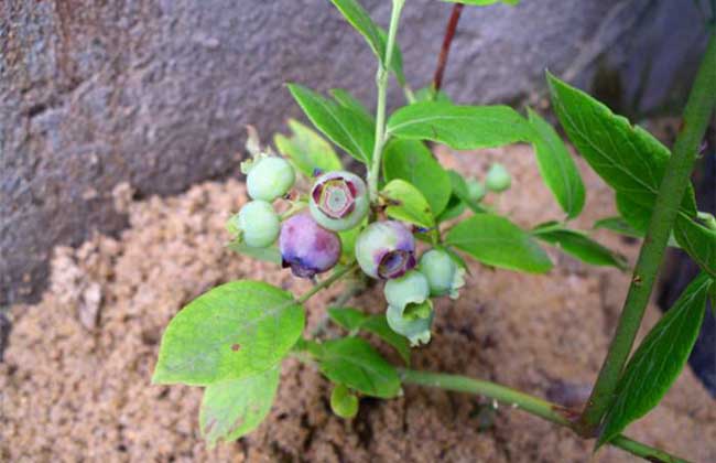 蓝莓种植需要什么条件？