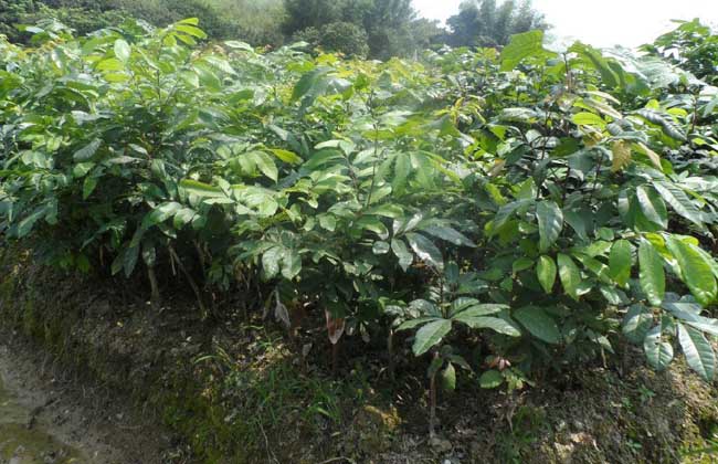 龙眼苗价钱及种植办法