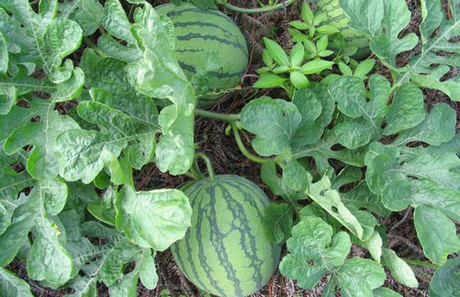 无籽西瓜是转基因吗？