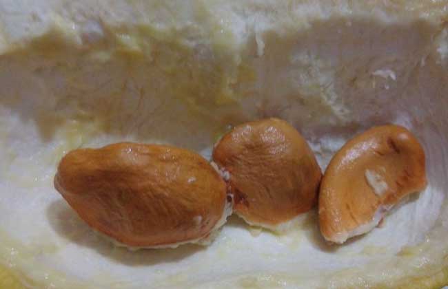 榴莲是热性還是凉性的？