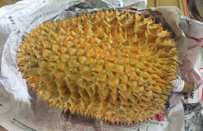 榴莲没熟打开后解决办法？