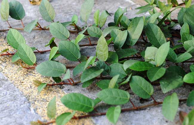 地枇杷的种植技术