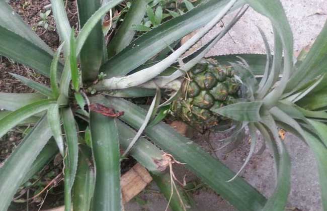 盆栽菠萝的种植办法
